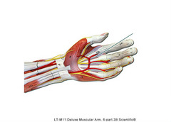 PAL: Models > Muscular System - Upper Limb > Lab Practical > Question 15
