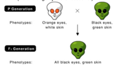 PART A

What is the genotype of the parent with orange eyes and white skin? (Note: orange eyes are recessive.)