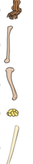 Part A
Which of the following is(are) homologous to the bones in this image?