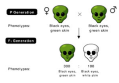 PART I

In the following cross the genotype of the female parent is BbGg. What is the genotype of the male parent? [Hint: B = black eyes, b = orange eyes, G = green skin, g = white skin]