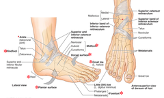 Parts of foot