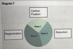 Phase 1: Carbon Fixation
Phase 2: Reduction
Phase 3: Regeneration