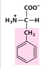 Phenylalanine (Phe/F)