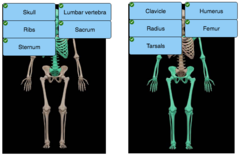 Place the bone names in the appropriate highlighted category below based on location in the skeleton.