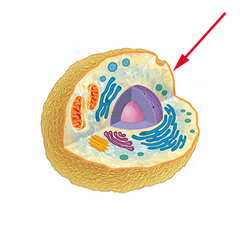 Plasma Membrane (cell membrane)