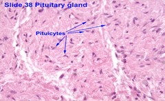 posterior pituitary