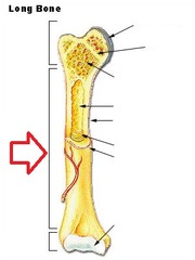 Primary ossification centers develop in long bones in the __________.