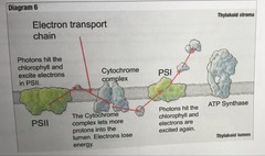 PSI, PSII, ATP Synthase, & electron transport chain