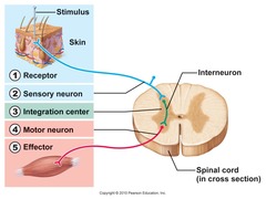 reflex arc