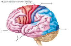 Region A includes which of the following?
A. Primary somatosensory cortex 
B. Primary motor cortex 
C. Broca's area 
D. Pre-frontal cortex