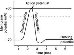 resting potential