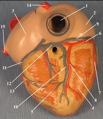 right atrium and right ventricle