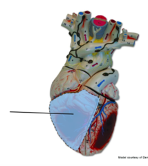 Right ventricle