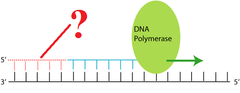 RNA Primer