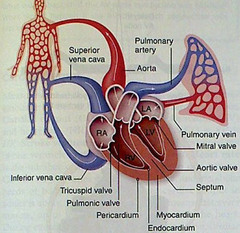 sequence of blood flow