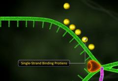 single strand binding proteins