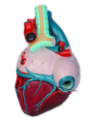 Small cardiac vein