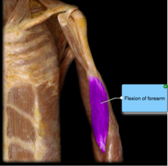 Specify the action of the deep muscle, which lies on the anterior surface of the humerus.