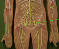 Spinal nerves exiting the cord from the level of L4 to S4 form the ________.
Select one:
a. lumbar plexus
b. femoral plexus
c. sacral plexus
d. thoracic plexus