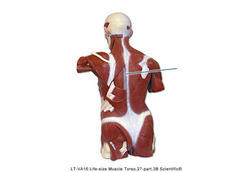 Spinalis
spinous process