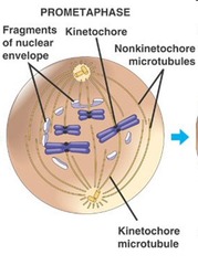 Spindle fibers attach to kinetochores during _____.