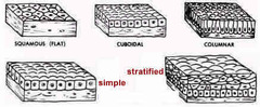 Squamous, cuboidal, columnar. Simple (flat/one layer) or stratified (layered/complex).