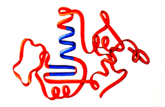 ______ structure is achieved when a protein folds into a compact, three dimensional shape stabilized by interactions between side-chain R groups of amino acids