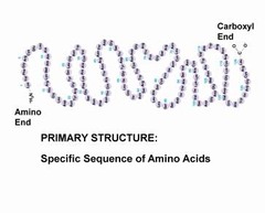 ___ structure is the sequence of amino acids in a protein