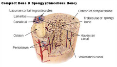 structure of compact bone