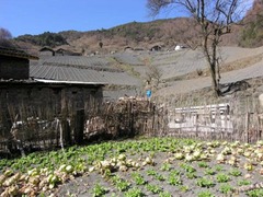 Subsistence Agriculture