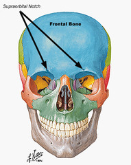 Supraorbital foramen (notch)