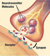 synapse