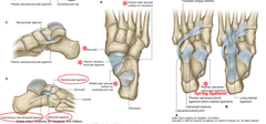talocalcaneonavicular joint