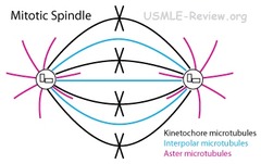 The _____ is a cell structure consisting of microtubules, which forms during early mitosis and plays a role in cell division.