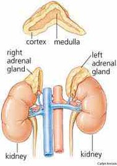 The Adrenal Medulla