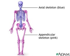 The axial skeleton consists of ______,_______,and________