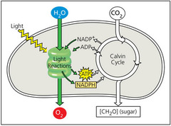 The basic function of the light reactions of photosynthesis is the conversion of solar energy to chemical energy.