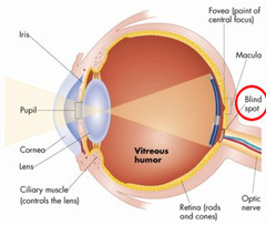 The blind spot of the eye is where ________.
Select one:
a. only cones occur
b. the macula lutea is located
c. the optic nerve leaves the eye 
d. more rods than cones are found
