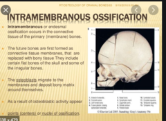 The bones of the skull form by which type of ossification?