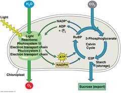 The Calvin cycle has three phases: carbon fixation, reduction, and regeneration of RuBP.
