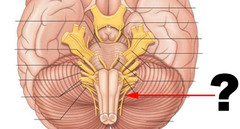 The cranial nerve with a dual origin (brain and spinal cord) is the ________.

Select one:

a. vagus
b. accessory 
c. hypoglossal
d. glossopharyngeal