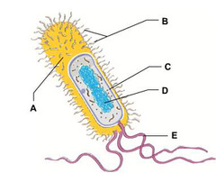The DNA-containing region of this bacterial cell is indicated by the letter _____.