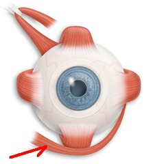 The eye muscle that elevates and turns the eye laterally is the ________.
Select one:
a. medial rectus
b. inferior oblique 
c. superior oblique
d. lateral rectus