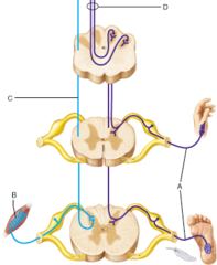 The fiber tracts indicated by the letter D will terminate in the __________.

thalamus 
primary somatosensory cortex 
cerebral nuclei 
primary motor cortex