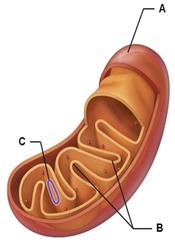 The figure is of which cellular organelle?