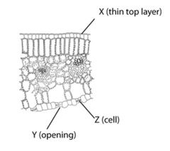 The following diagram is of a cross section of a plant leaf. Use the diagram to answer the question(s) below.
The main function associated with structure Y is _____.