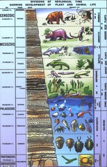 The geologic time scale was devised before the techniques for numerical dating using radioactivity were developed.
T or F