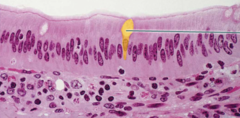 The highlighted region is mucin, secreted by the cell.