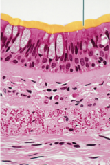 The highlighted structure is cilia.