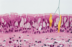The highlighted structures are goblet cells.